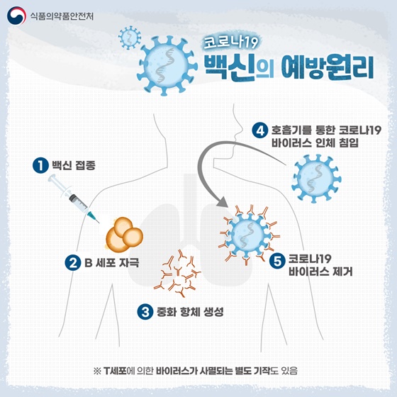 코로나19 백신의 예방원리
1. 백신 접종
2. B 세포 자극
3. 중화 항체 생성
4. 호흡기를 통한 코로나19 바이러스 인체 침입
5. 코로나19 바이러스 제거