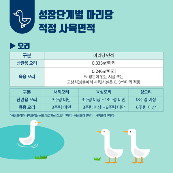 성장단게별 마리당 적겅 사육면적
오리