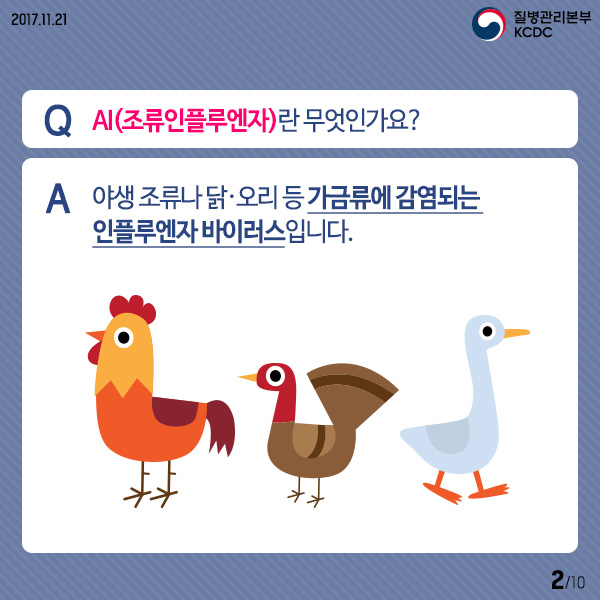 AI(조류인플루엔자)란 무엇인가요?
A 야생 조류나 닭.오리 등 가금류에 감염되는 인플루엔자 바이러스입니다.