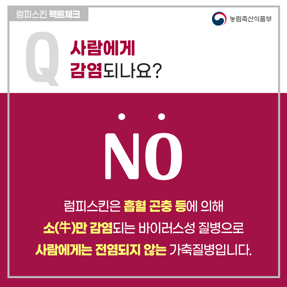 럼피스킨병 팩트체크
Q 사람에게 감염되나요?
NO
럼피스킨병은 흡혈곤충에 의해 소(牛)만 감염되는 바이러스성 질병으로 사람에게는 전염되지 않는 가축질병입니다.